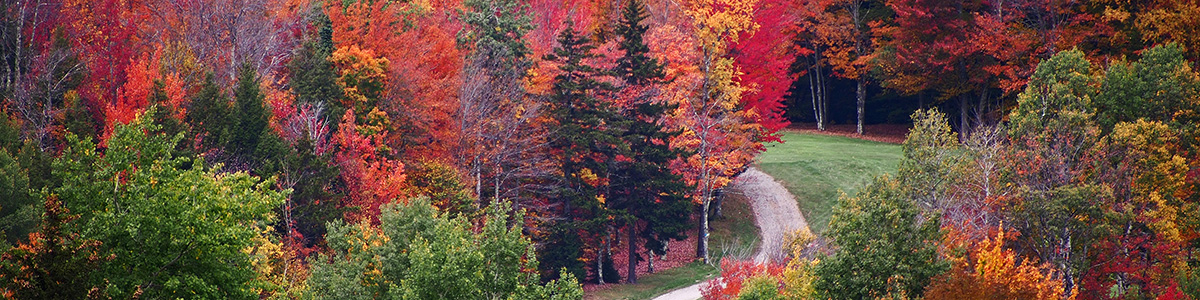 Autumn foliage